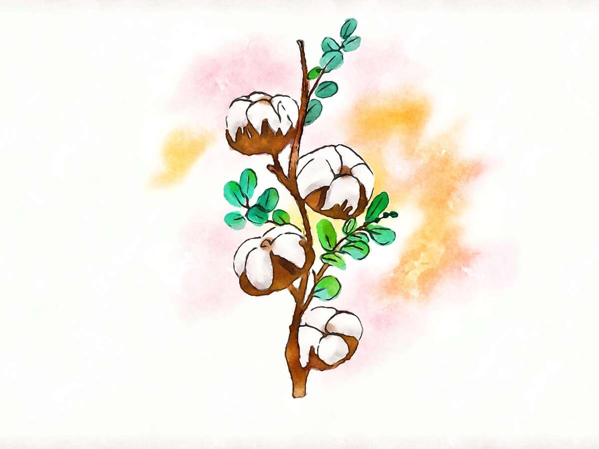 Cotton flower
